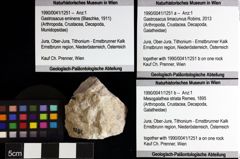 Foto (Objket + Etiketten) von Gastrosacus limacurvus (Robins, 2013) 